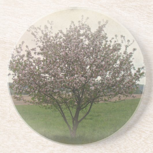 Apfelbaum in Bloom Untersetzer (Vorne)