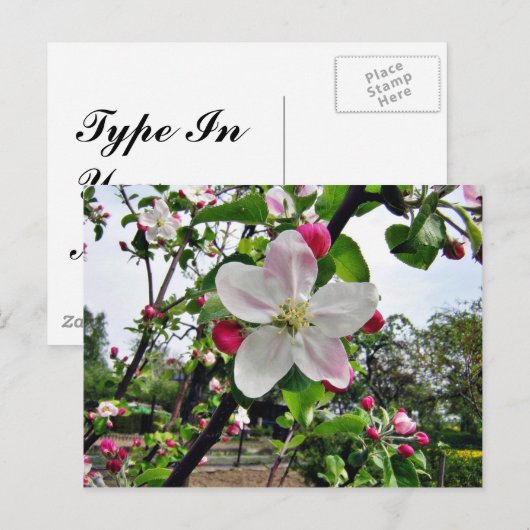 Apfelbaum in Blossom Postkarte (Vorne/Hinten)
