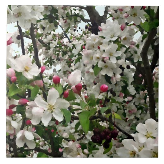 Apfelbaum in Blüte Fliese (Vorderseite)