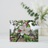 Apfelbaum in Blüte Postkarte (Stehend Vorderseite)