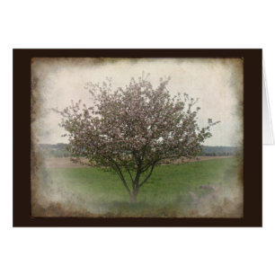 Apfelbaum in der Blüte