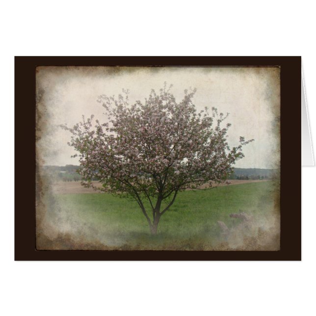 Apfelbaum in der Blüte (Vorderseite (Horizontal))