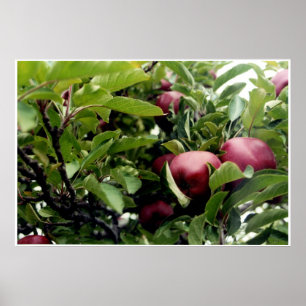 Apfelbaum L Poster