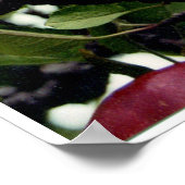 Apfelbaum Poster (Ecke)