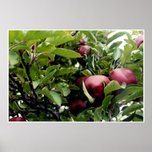 Apfelbaum Poster (Vorne)