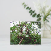 Apfelbaum Postkarte (Stehend Vorderseite)