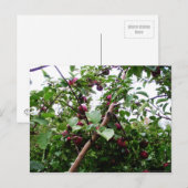 Apfelbaum Postkarte (Vorne/Hinten)