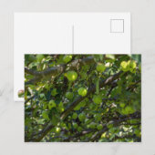 Apfelbaum Postkarte (Vorne/Hinten)