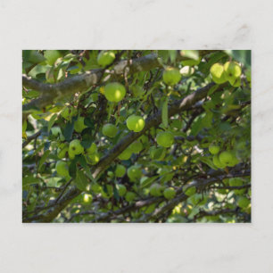 Apfelbaum Postkarte
