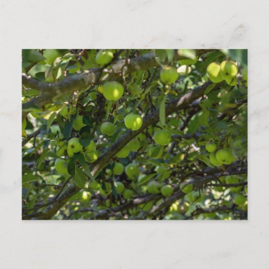 Apfelbaum Postkarte (Vorderseite)