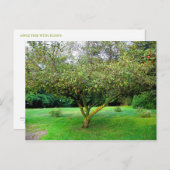 Apfelbaum Postkarte (Vorne/Hinten)