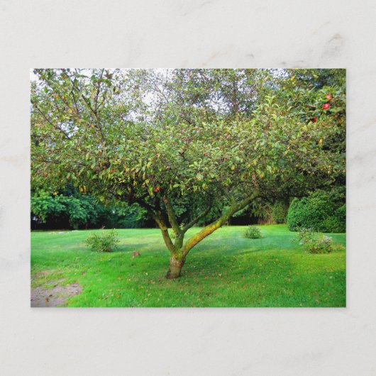 Apfelbaum Postkarte (Vorderseite)