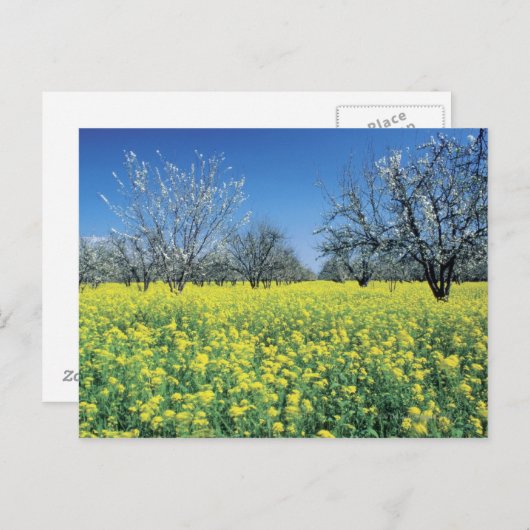 Apfelbäume in einem Senffeld, Napa Valley, Postkarte (Vorne/Hinten)