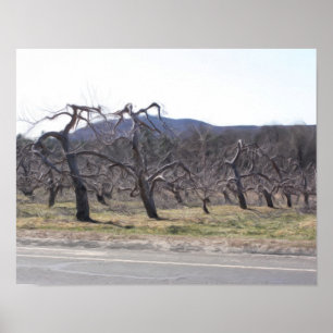 Apfelbäume in einer Rowöl-Foto-Malerei Poster