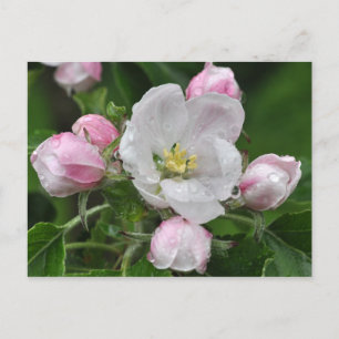 Apfelblume im Regen Postkarte