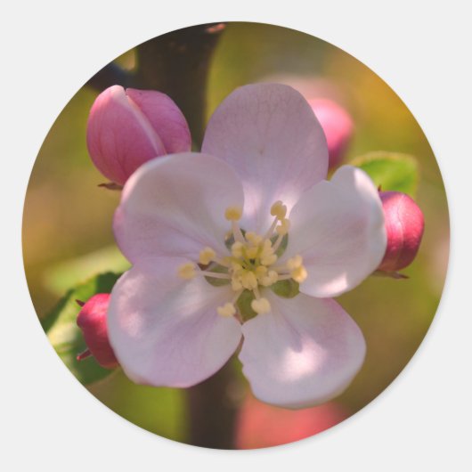 Apfelblüte im Frühling Runder Aufkleber (Vorderseite)