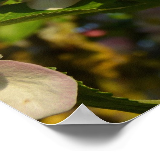 Apfelblüte Poster (Ecke)