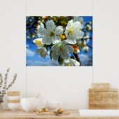 Apfelblüte Poster (Küche)