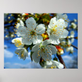 Apfelblüte Poster (Vorne)