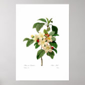 Apfelblüte Poster (Vorne)
