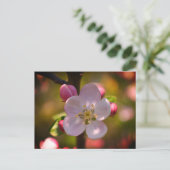 Apfelblüte Postkarte (Stehend Vorderseite)