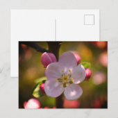 Apfelblüte Postkarte (Vorne/Hinten)