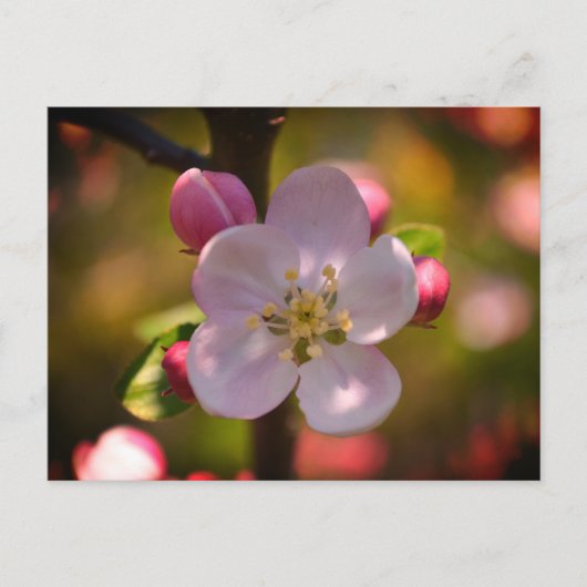 Apfelblüte Postkarte (Vorderseite)