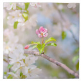 Apfelblüte - Schönheit Fliese (Vorderseite)