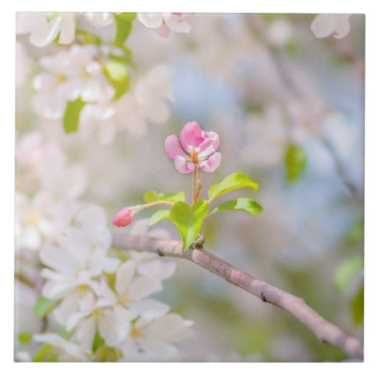 Apfelblüte - Schönheit Fliese (Vorderseite)