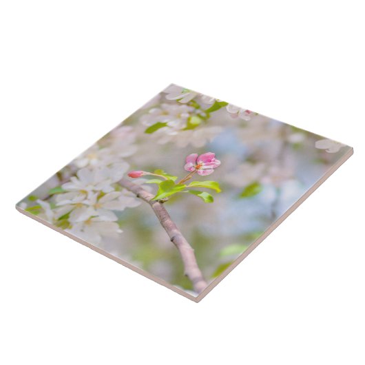 Apfelblüte - Schönheit Fliese (Seite)