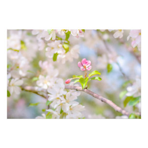 Apfelblüte - Schönheit Fotodruck