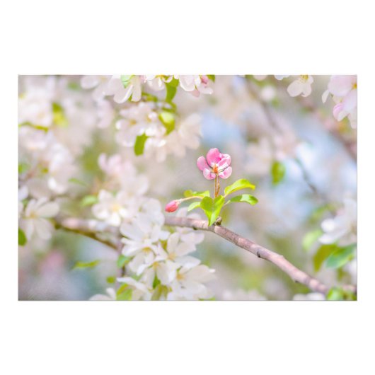 Apfelblüte - Schönheit Fotodruck (Vorne)