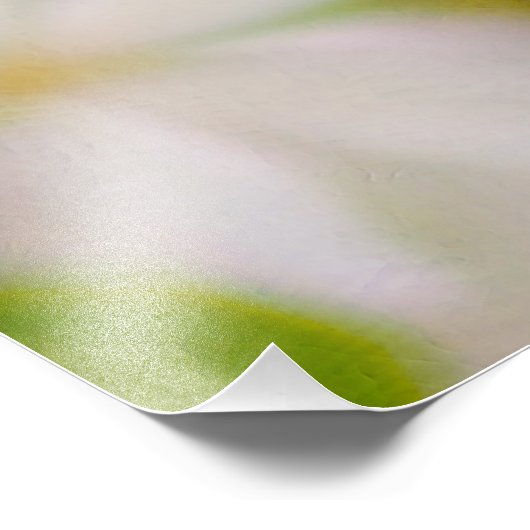 Apfelblüte - Schönheit Fotodruck (Ecke)