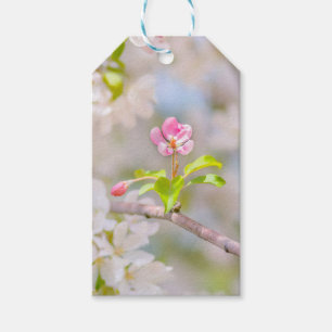 Apfelblüte - Schönheit Geschenkanhänger