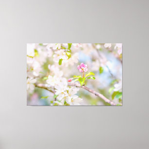Apfelblüte - Schönheit Leinwanddruck
