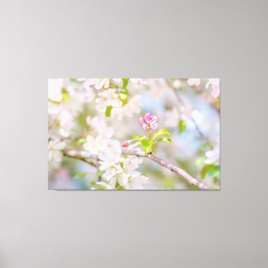 Apfelblüte - Schönheit Leinwanddruck (Vorderseite)