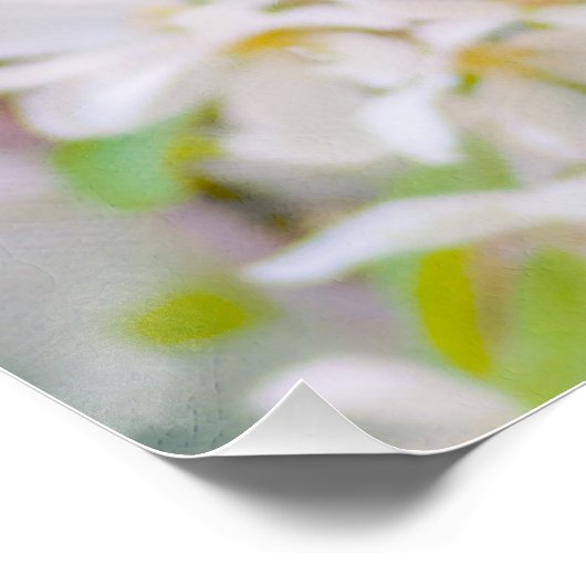 Apfelblüte - Schönheit Poster (Ecke)