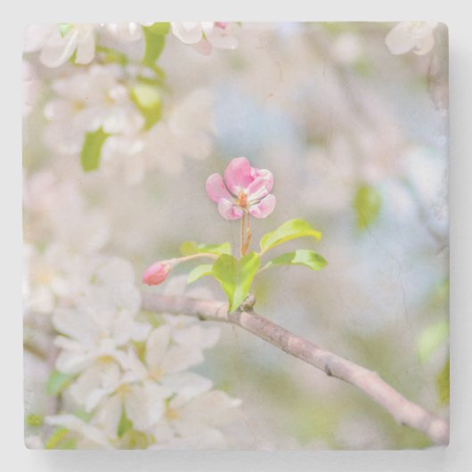 Apfelblüte - Schönheit Steinuntersetzer (Vorderseite)