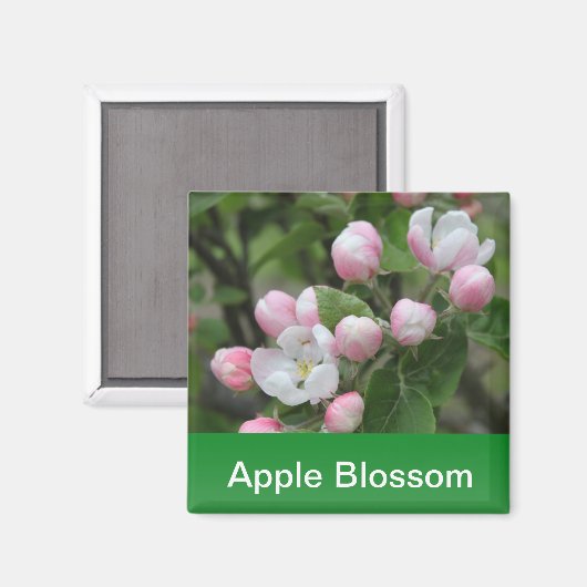 Apfelblüte und grüne Blätter Magnet (Vorderseite/Rückseite)