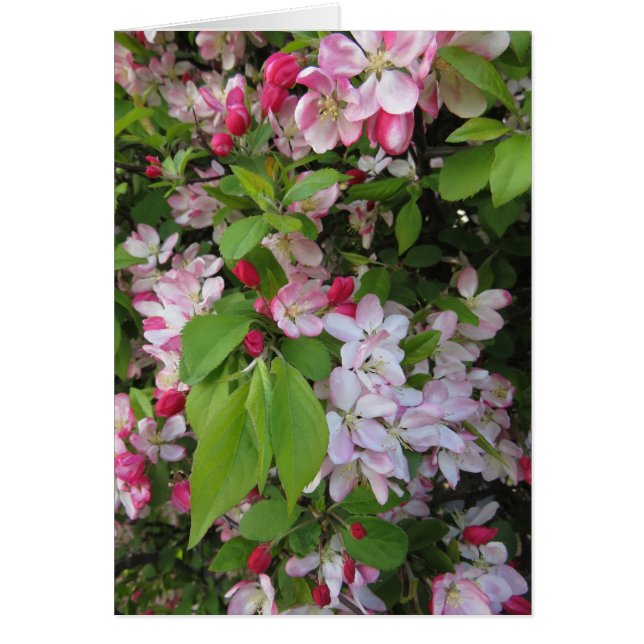 Apfelblüten (Vorne)