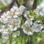 Apfelblüten Aufkleber (Vorderseite)