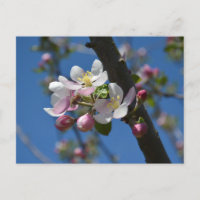 Apfelblüten - Ein blühender Apfelbaum