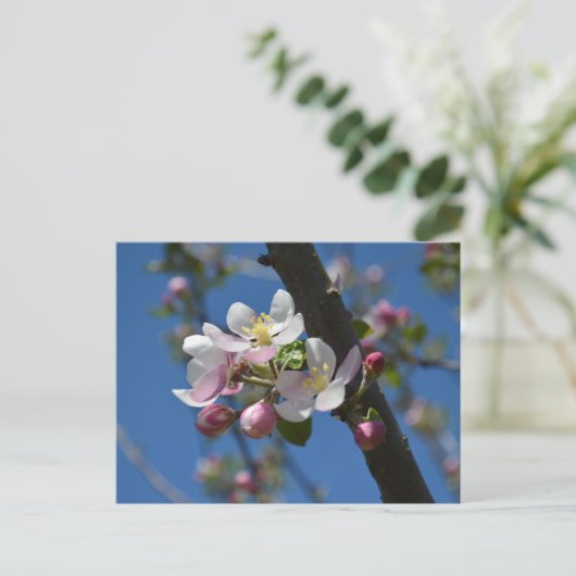 Apfelblüten - Ein blühender Apfelbaum Postkarte (Stehend Vorderseite)