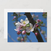 Apfelblüten - Ein blühender Apfelbaum Postkarte (Vorne/Hinten)