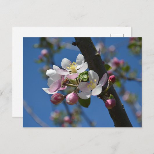 Apfelblüten - Ein blühender Apfelbaum Postkarte (Vorne/Hinten)