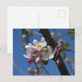 Apfelblüten - Ein blühender Zweig eines Apfelbaums Postkarte (Vorne/Hinten)