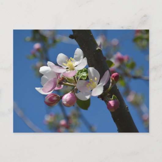 Apfelblüten - Ein blühender Zweig eines Apfelbaums Postkarte (Vorderseite)