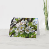 Apfelblüten Feiertagskarte (Rückseite)