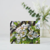 Apfelblüten Feiertagspostkarte (Stehend Vorderseite)