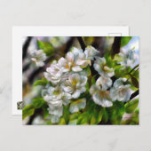 Apfelblüten Feiertagspostkarte (Vorne/Hinten)